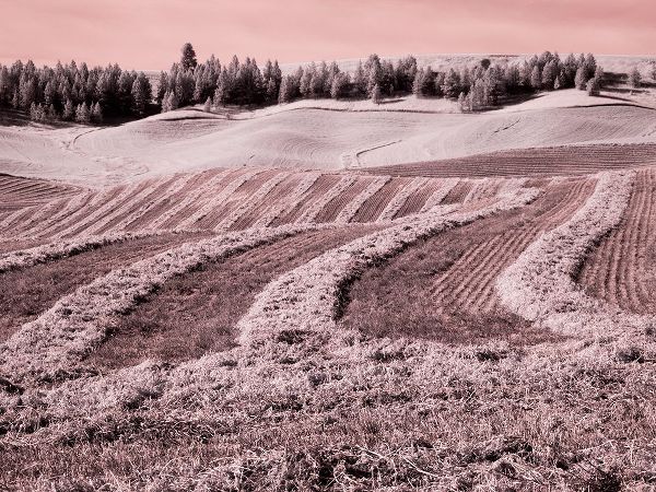 Eggers, Terry 아티스트의 USA-Washington State-Palouse region-Harvest cut lines in Field작품입니다.